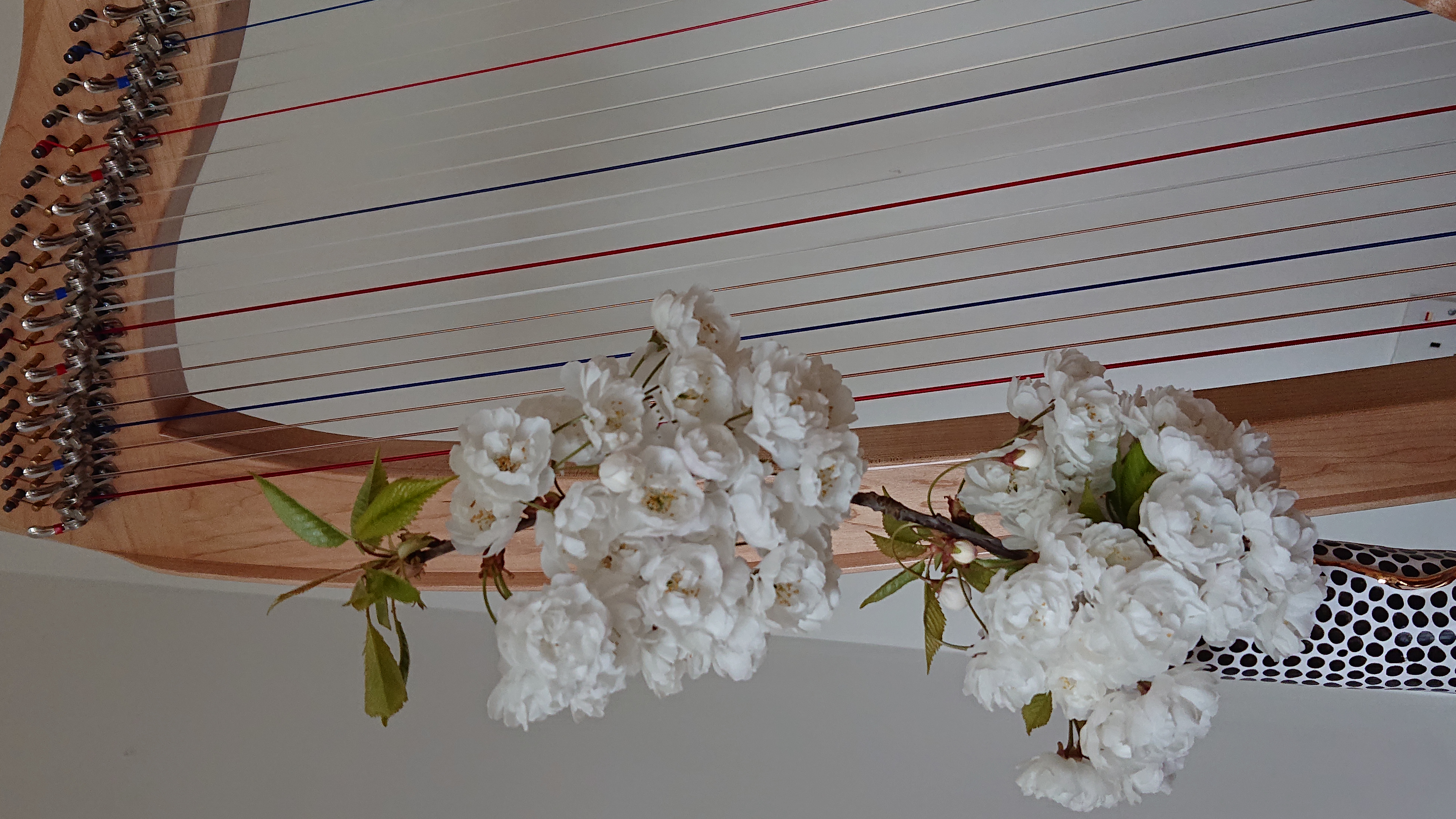 Professional Profile Image 1120